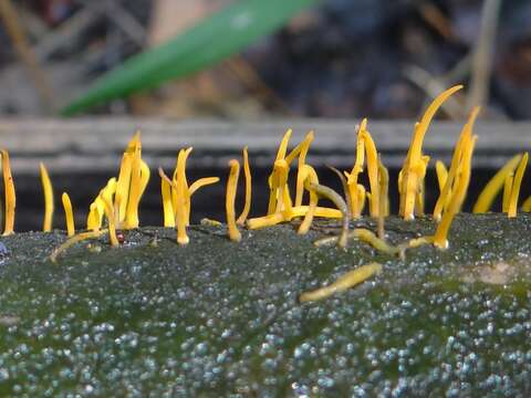 Imagem de Calocera cornea (Batsch) Fr. 1827