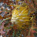 Image of Banksia nobilis subsp. nobilis