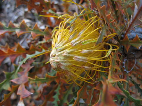 Imagem de Banksia nobilis subsp. nobilis