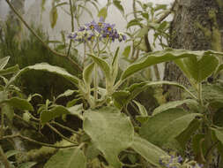 Image of earleaf nightshade