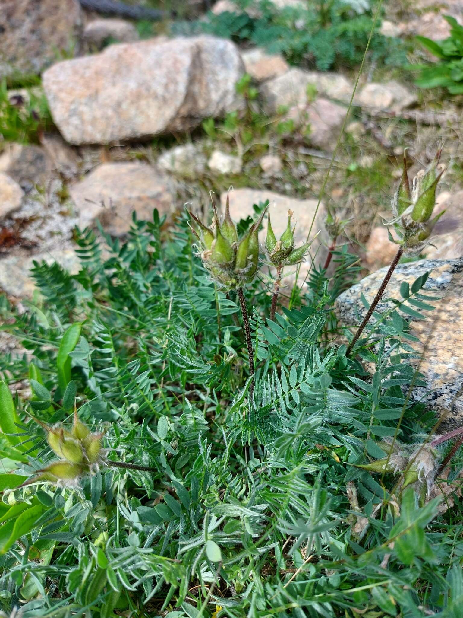 Image de Oxytropis kusnetzovii Krylov & Steinb.