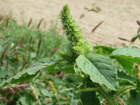 Image of redroot amaranth