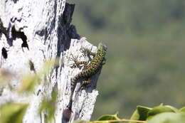 Image of Sceloporus schmidti Jones 1927