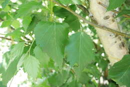 Imagem de Betula pubescens var. litwinowii (Doluch.) Ashburner & McAll.