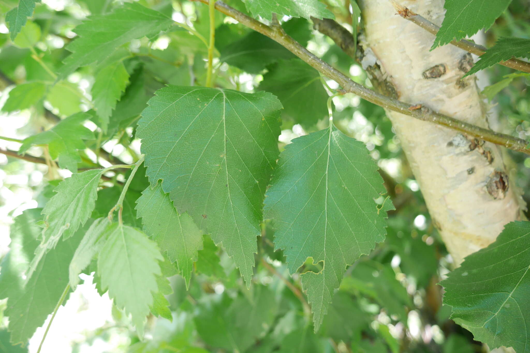 Image of Betula pubescens var. litwinowii (Doluch.) Ashburner & McAll.