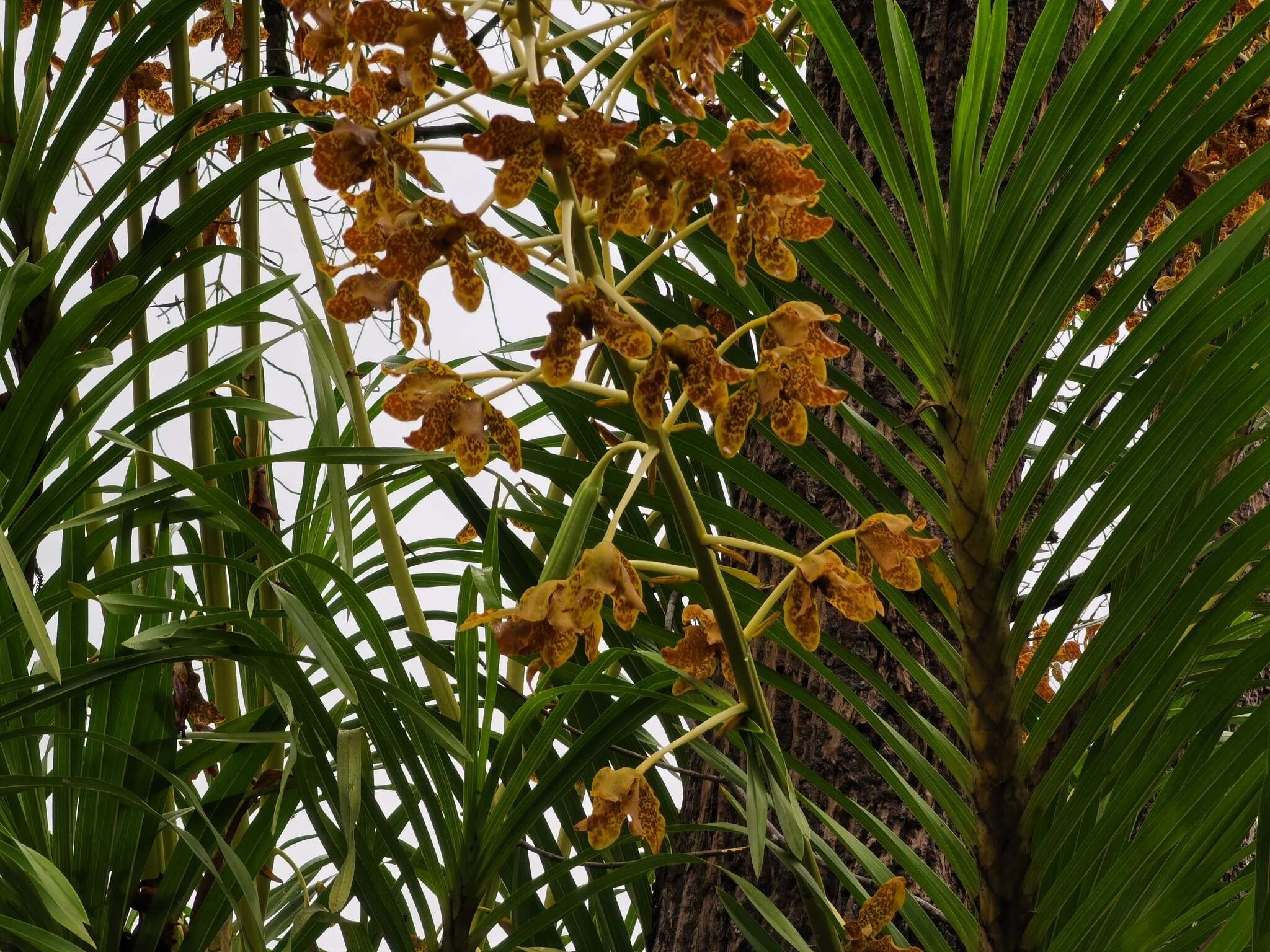 Grammatophyllum speciosum Blume的圖片