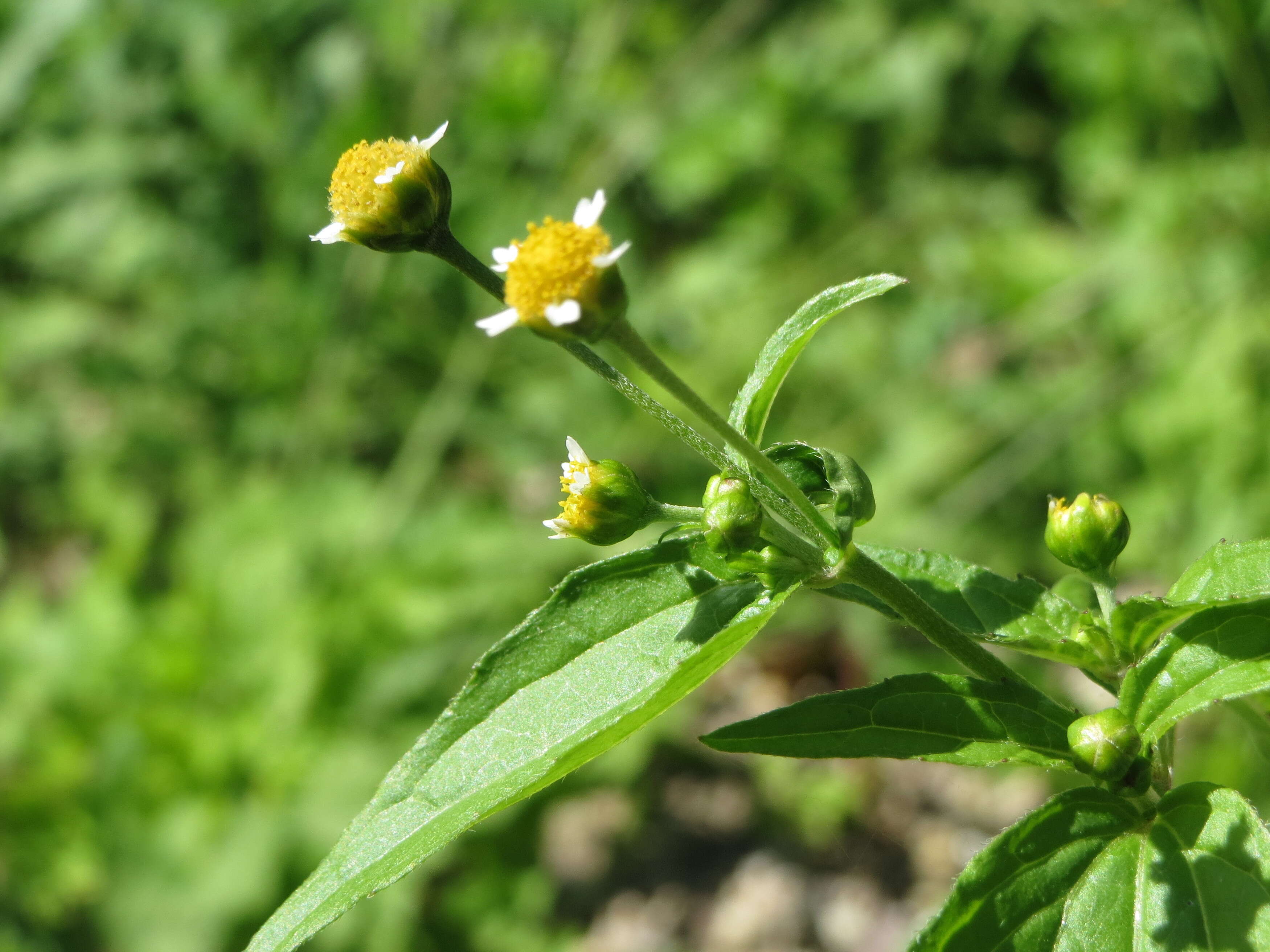 Image of Smooth peruvian daisy