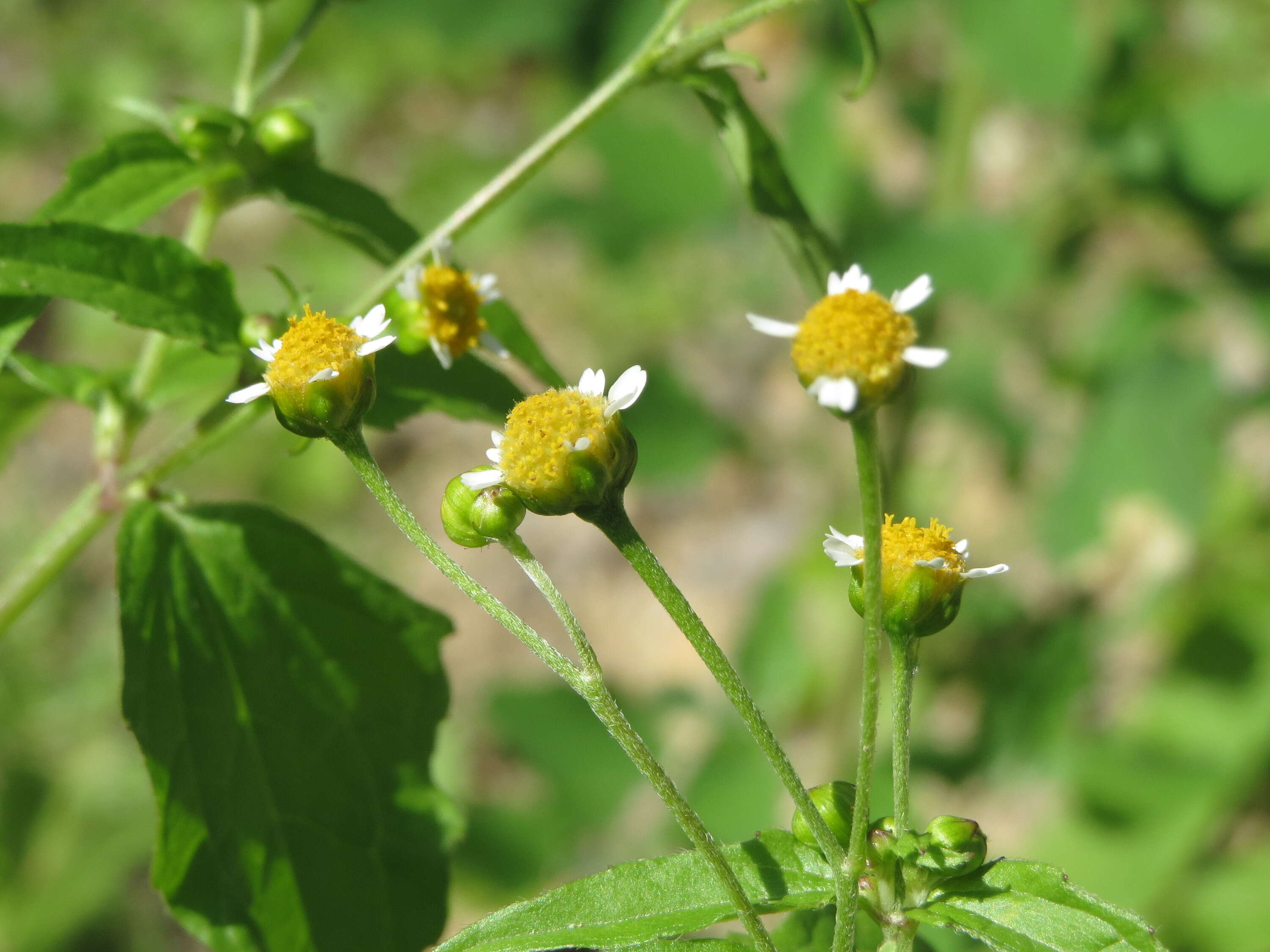 Galinsoga parviflora Cav. resmi