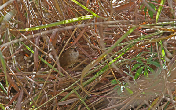 Image of Dalat Bush Warbler