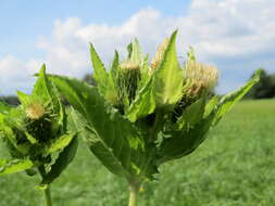 Image of Cabbage Thistle