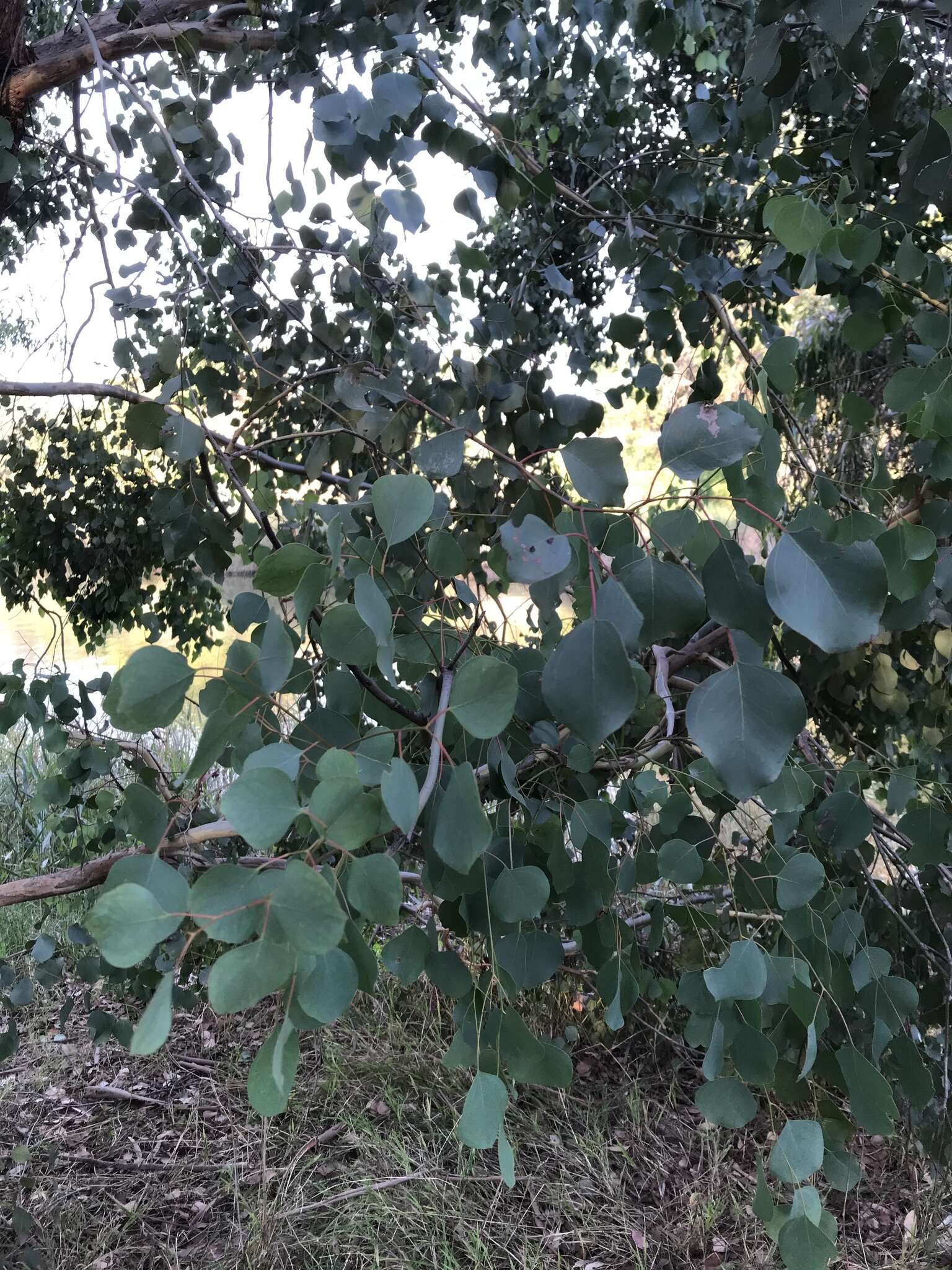 Image of Eucalyptus baueriana Schauer