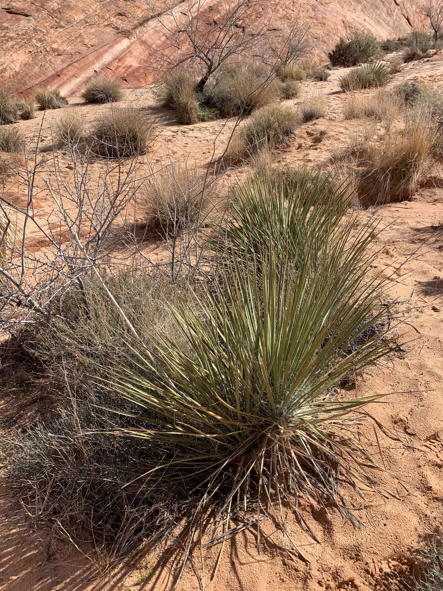 Image of Yucca utahensis McKelvey