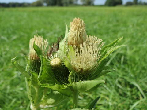 Image of Cabbage Thistle