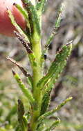 Plancia ëd Lobostemon paniculatus (Thunb.) Buek