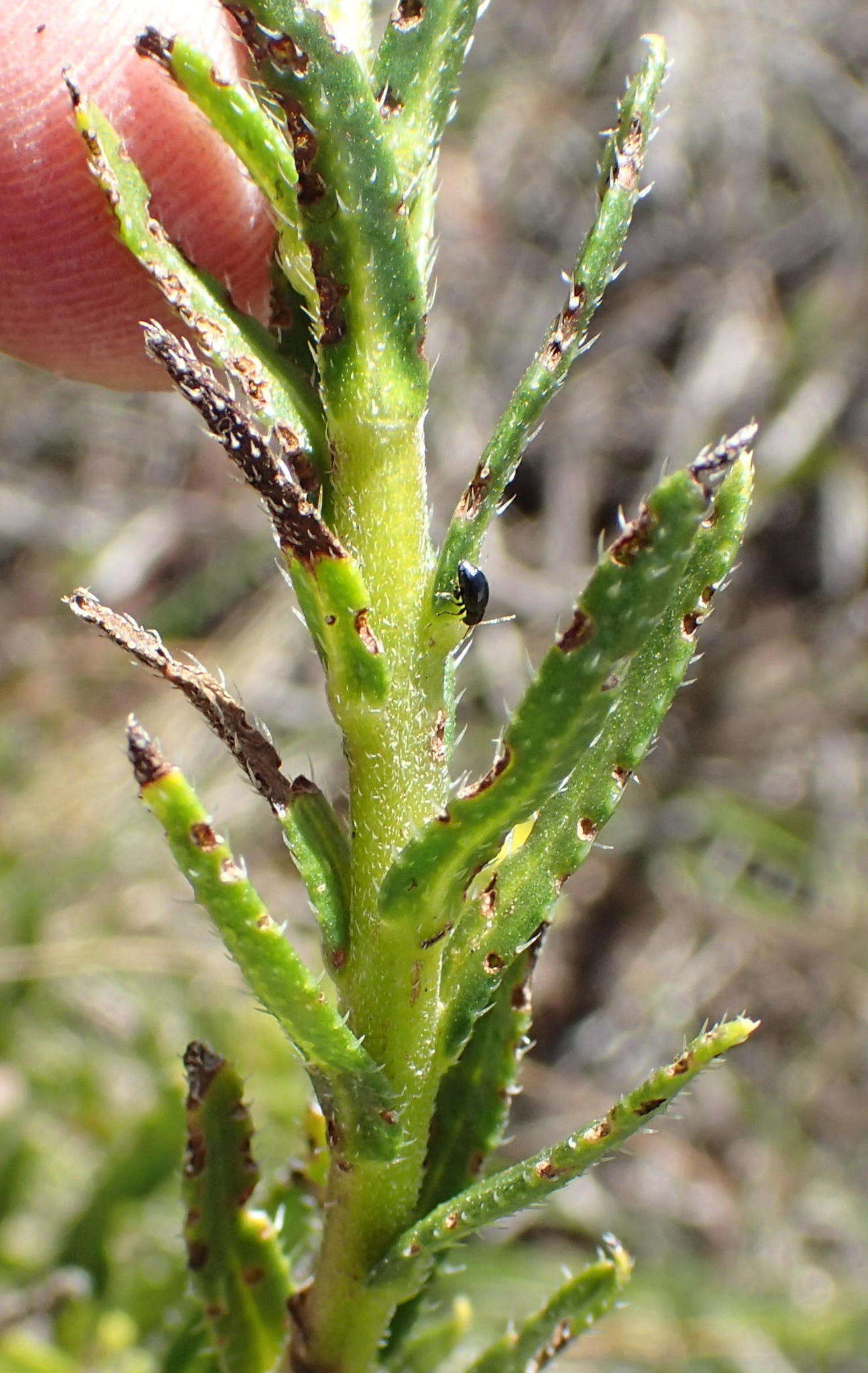 Plancia ëd Lobostemon paniculatus (Thunb.) Buek