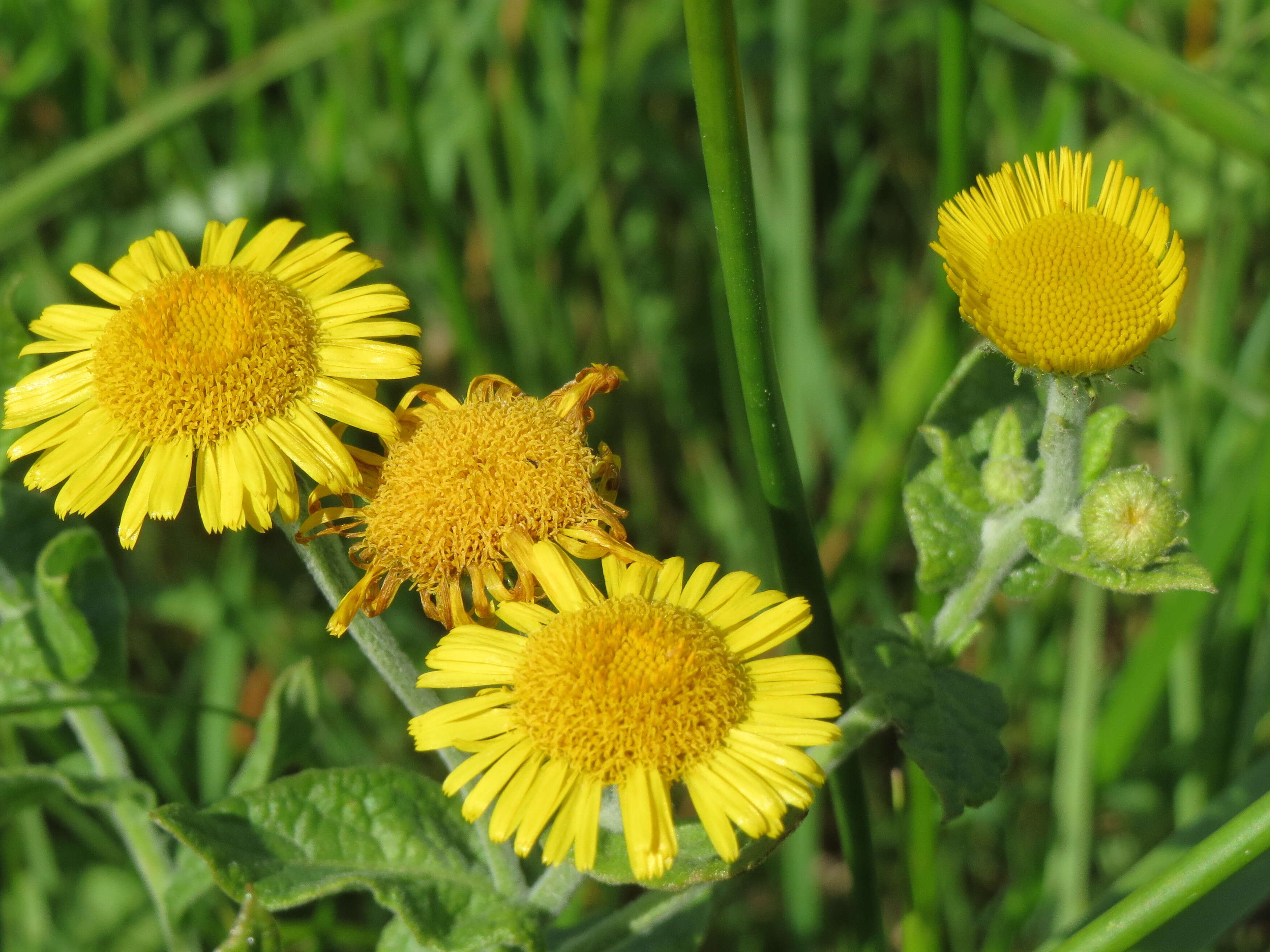 Image of common fleabane