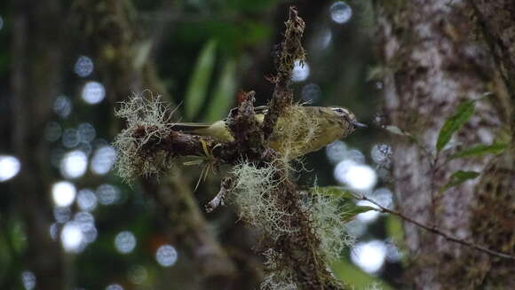 Image of Yellow-winged Vireo