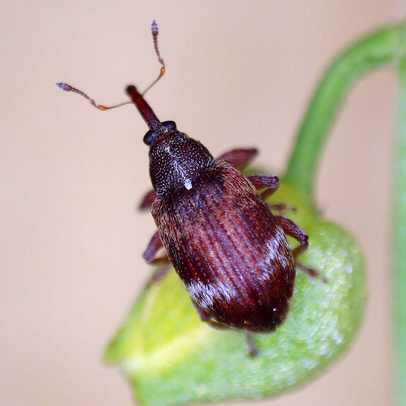 Image of Anthonomus pedicularius (Linnaeus & C. 1758)