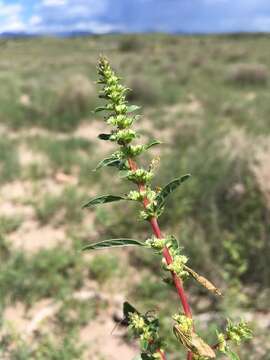 Image of Torrey's amaranthus