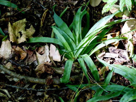 Image of broadleaf sedge