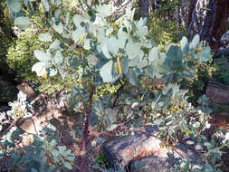 Arctostaphylos viscida subsp. mariposa (Dudley) P. V. Wells resmi