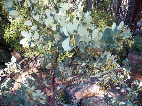 Image of Mariposa manzanita