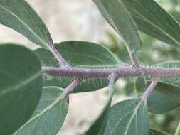 Imagem de Arctostaphylos glandulosa subsp. mollis (J. E. Adams) P. V. Wells