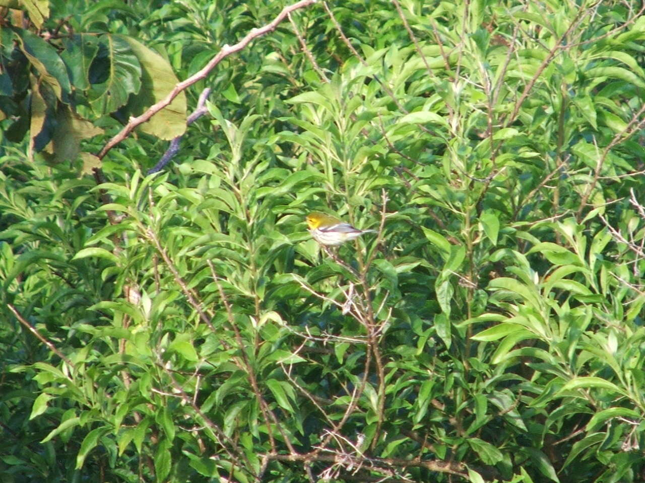 Image of Black-throated Green Warbler