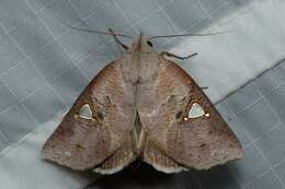 Image of Pterogonia cardinalis Holloway 1976