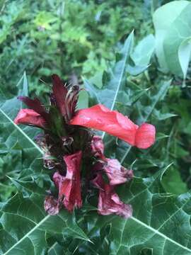 Image of Acanthus sennii Chiov.