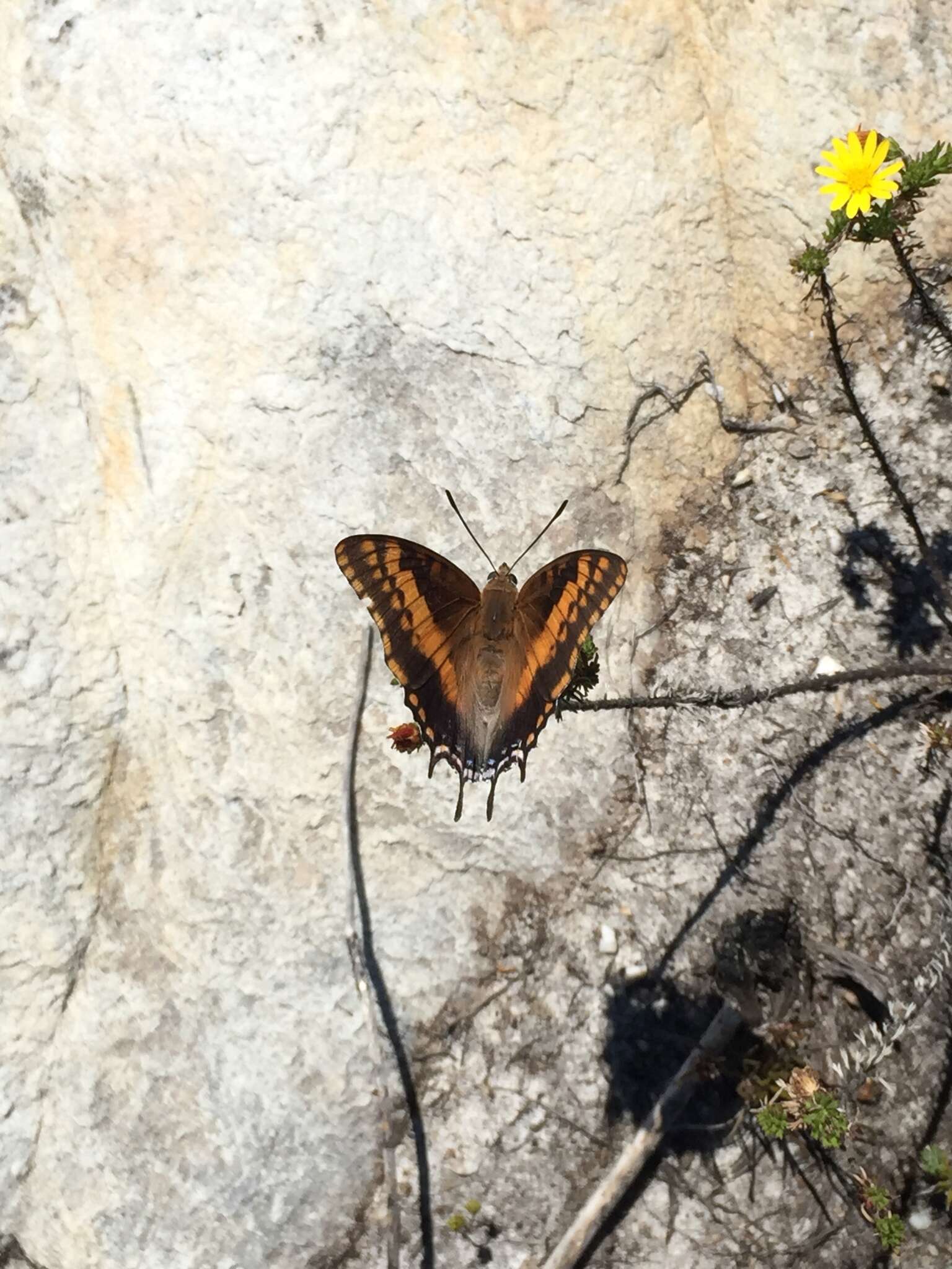 Imagem de Charaxes pelias