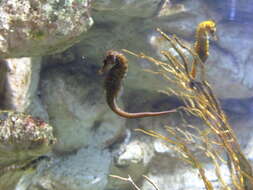 Image of Sea Horse