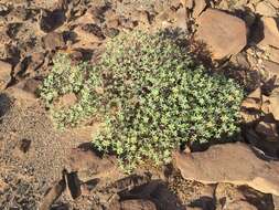 Image of Euphorbia balsamifera Aiton