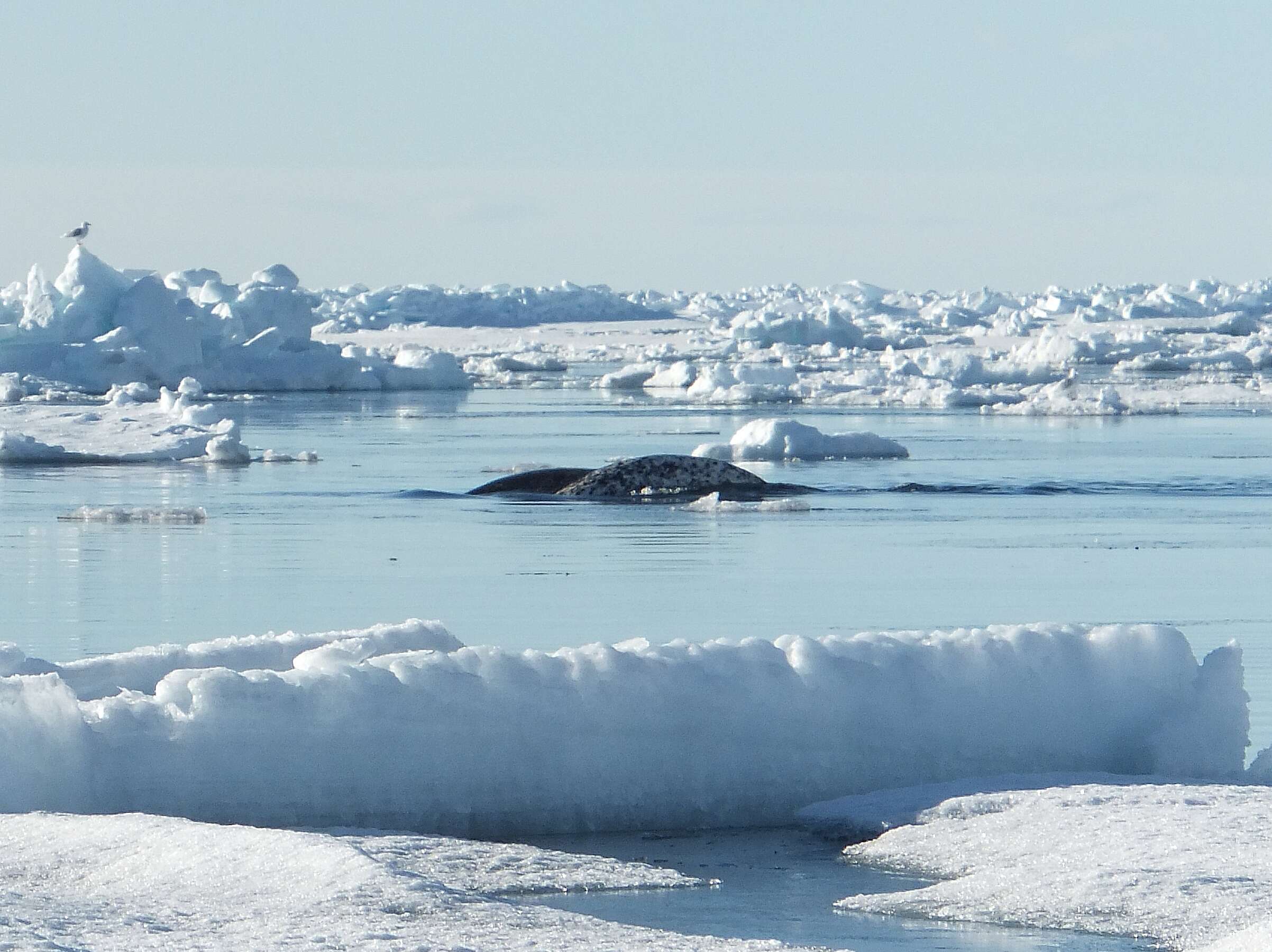 Image of narwhal