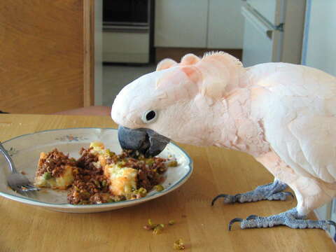 Image of Moluccan Cockatoo