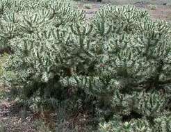 Imagem de Cylindropuntia rosea (DC.) Backeb.