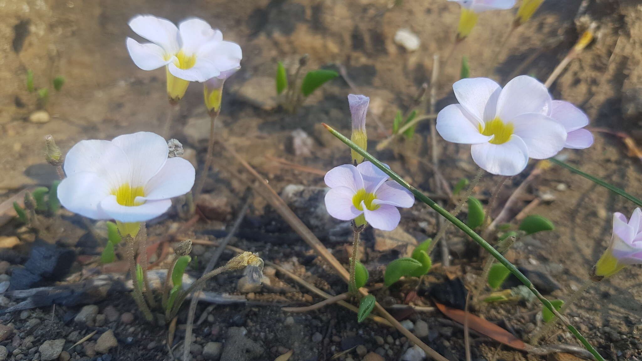 Слика од Oxalis monophylla L.