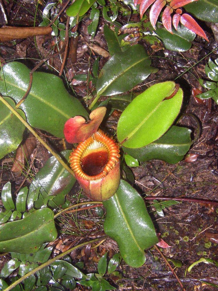 Слика од Nepenthes villosa Hook. fil.