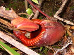 Слика од Nepenthes villosa Hook. fil.