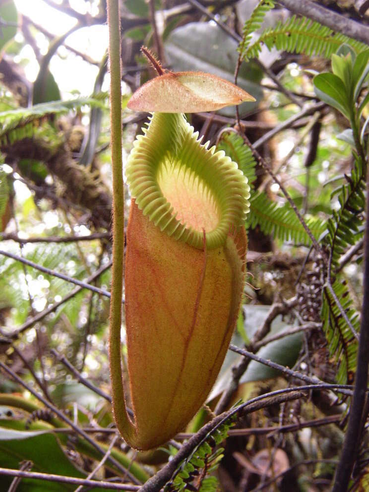 Слика од Nepenthes villosa Hook. fil.