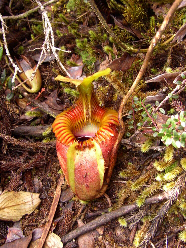 Слика од Nepenthes villosa Hook. fil.