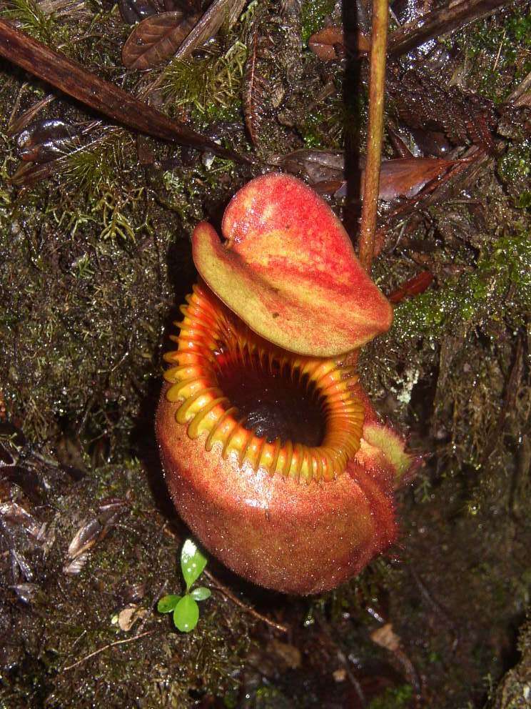 Слика од Nepenthes villosa Hook. fil.