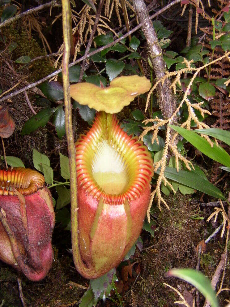 Слика од Nepenthes villosa Hook. fil.