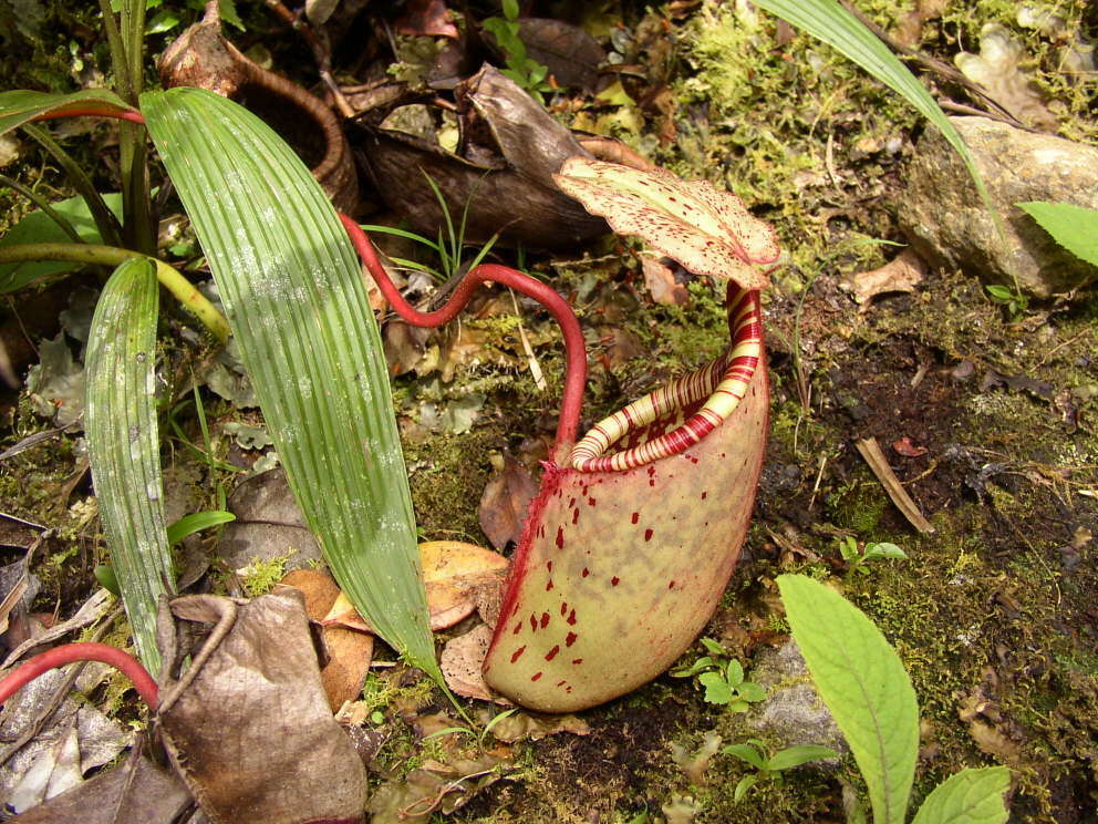 Слика од Nepenthes burbidgeae Hook. fil. ex Burb.