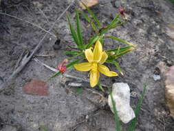 Image of Cyanella lutea subsp. lutea