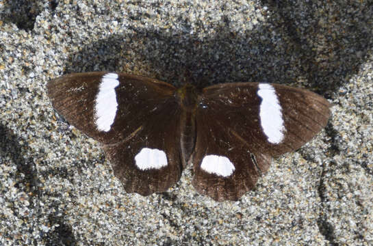 Image of Pedaliodes melaleuca