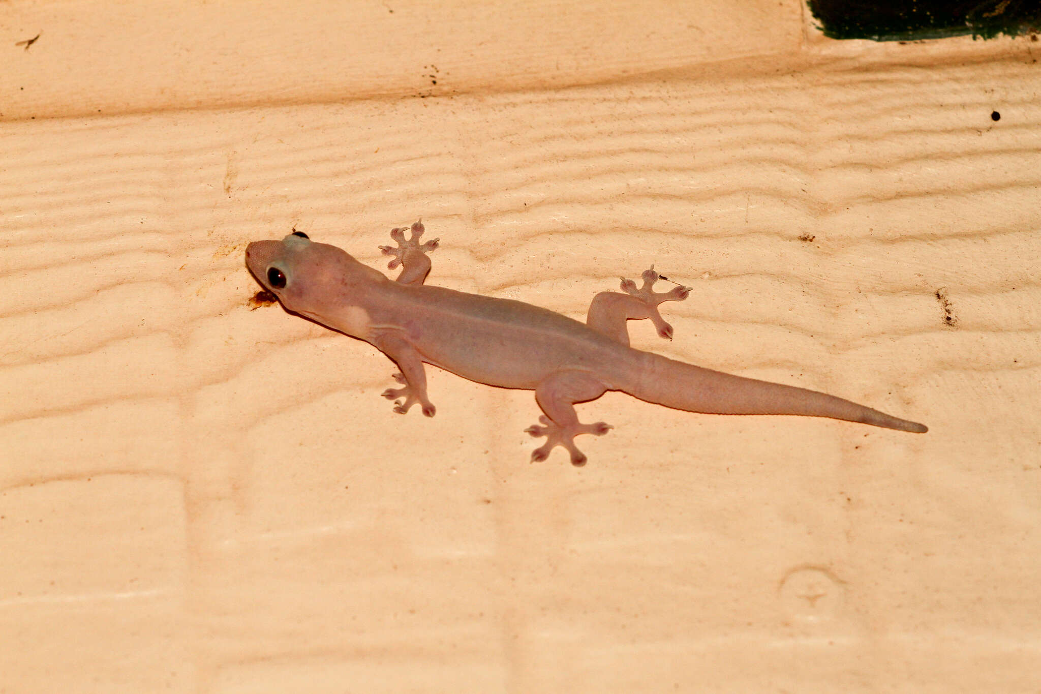 Image of House Gecko