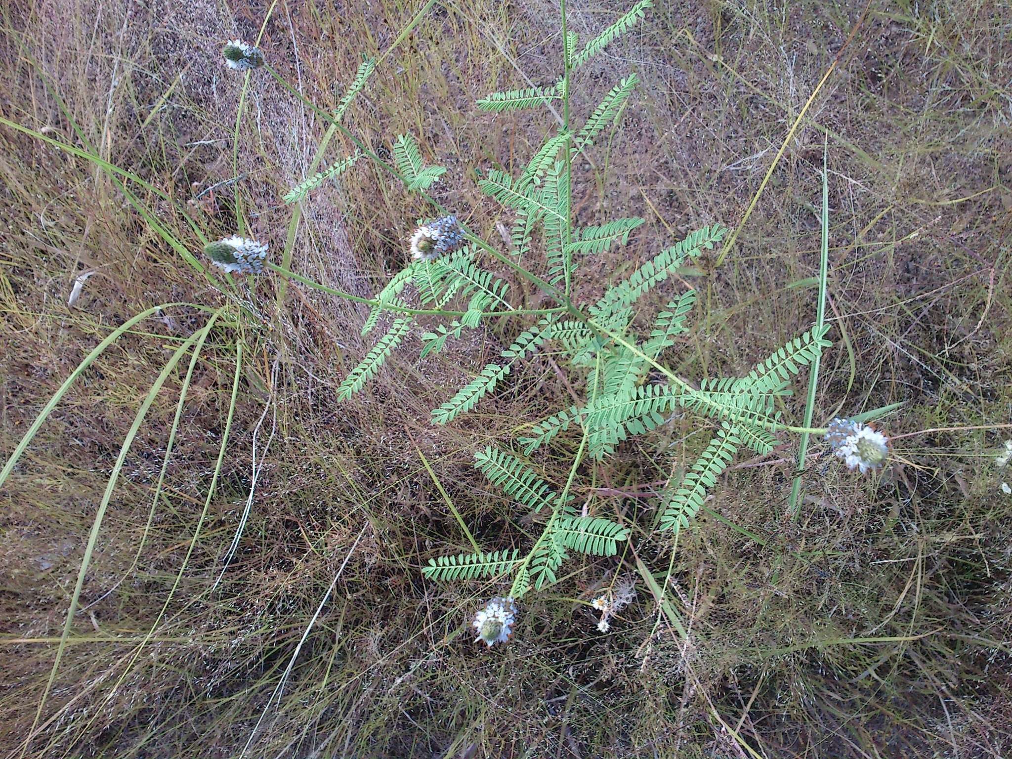 Imagem de Dalea leporina (Aiton) Bullock