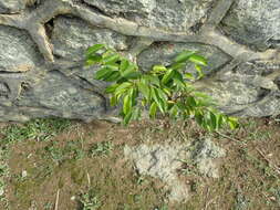 Image de Ficus benjamina L.