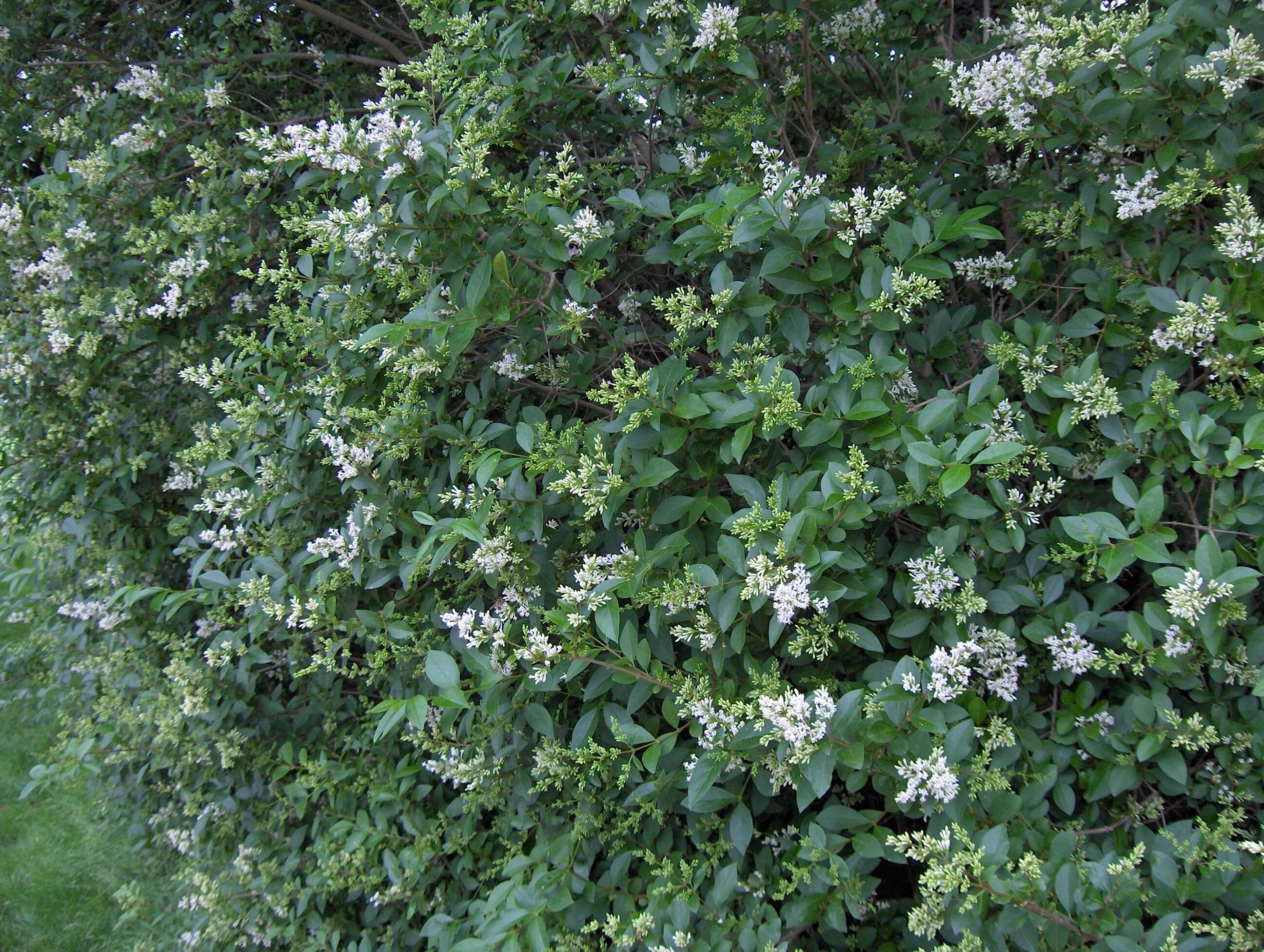 Image of California privet